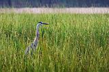Heron In River Grass_50470